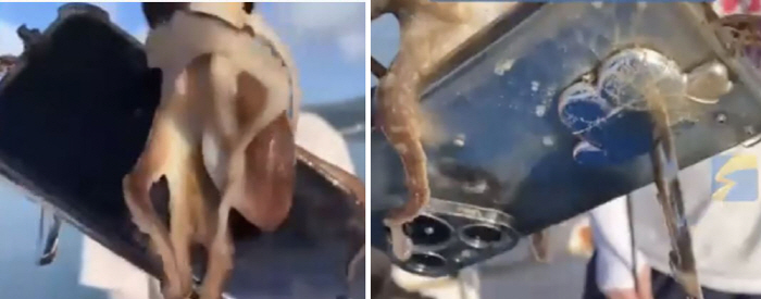 낚시로 문어와 스마트폰 한 번에 잡아 …"일석이조"