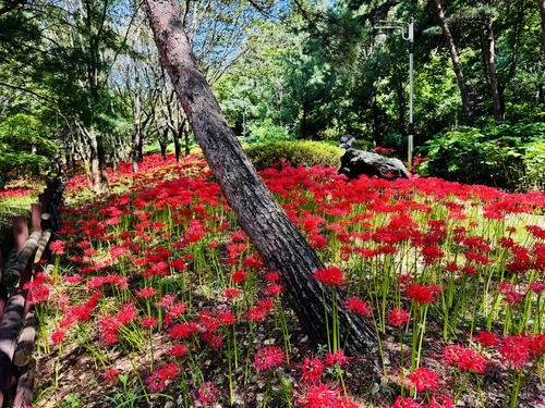 선홍빛 꽃무릇으로 곱게 물든 대전 명소 5곳은