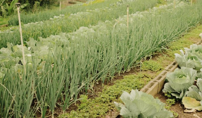 "이상적인 배우자 만나려고"…중추절 달빛 아래 '채소 훔치기' 유행