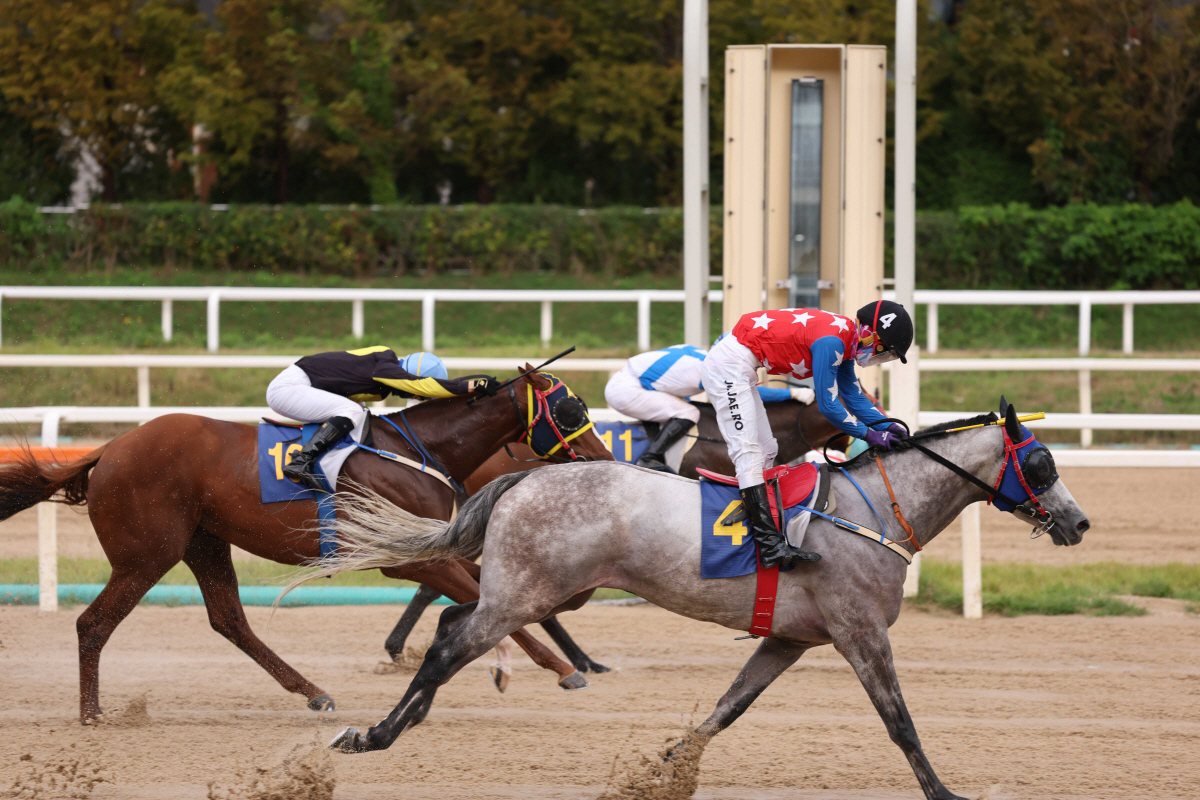 [경마]1년 전 6위였던 지구라트, 1800m 장거리 신예 강자 '우뚝'
