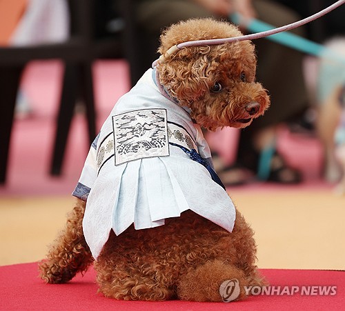 [펫과 함께] ① 반려동물과 호캉스…호텔·리조트 시장도 성장