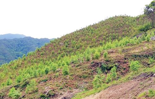 충북도 '밀원단지 조성사업' 확대…복권기금 10억 확보