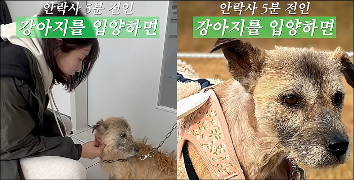 서동주, 안락사 5분 전 유기견 입양 "날 물어뜯을까 봐 겁났다"