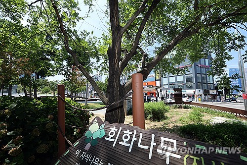 태풍에 고사한 5·18 회화나무 '손자목' 혈통 확인