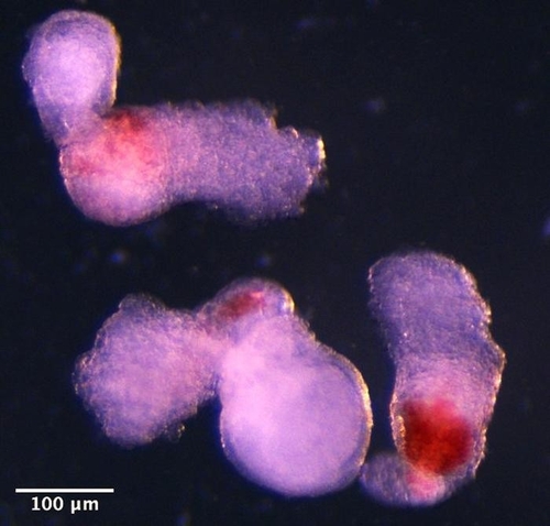 [사이테크+] "인간 줄기세포로 배양한 배아 유사체로 혈액세포 만들었다"