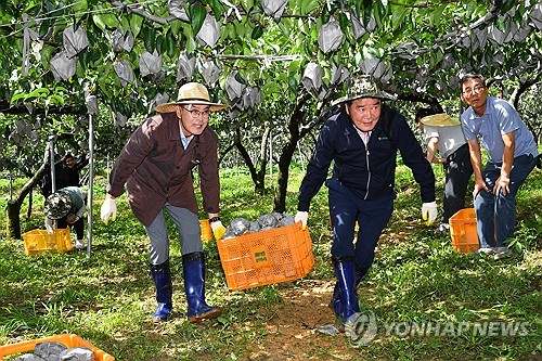 제24회 울산배 축제 17~19일 개최…지역 농산물 한자리에