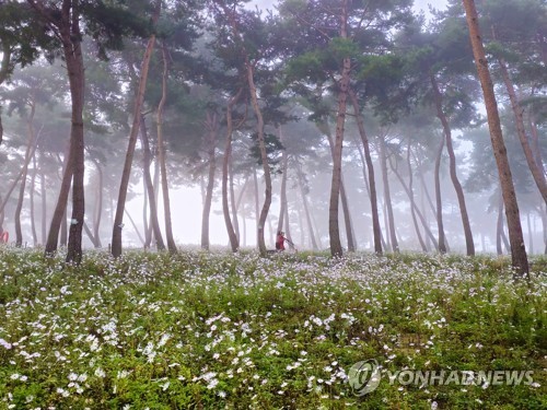 '건강·치유·위로' 정읍 구절초 꽃축제, 26일까지 개최
