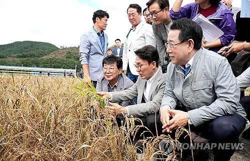 벼 깨씨무늬병 피해에 재난지원금 준다…농업재해 인정
