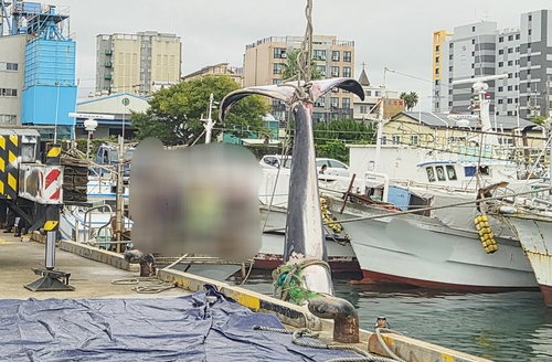 제주서 길이 10ｍ 대형 고래 혼획돼…해경 조사중