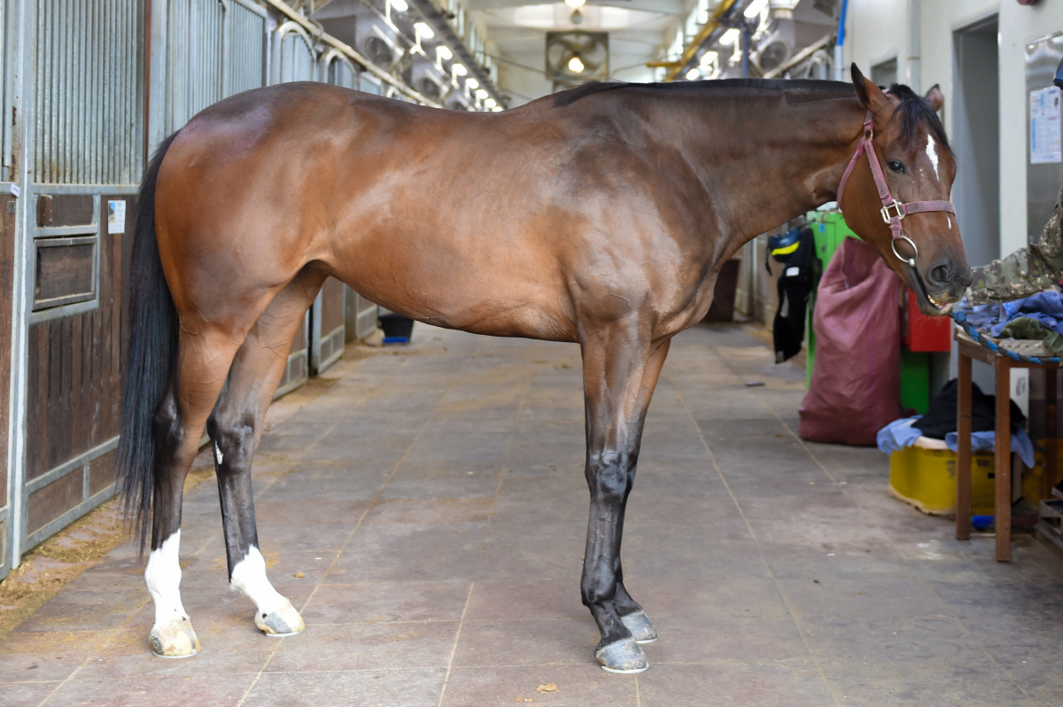 '신예 2세마 격돌' 쥬버나일 시리즈 2관문 농협중앙회장배 승자는