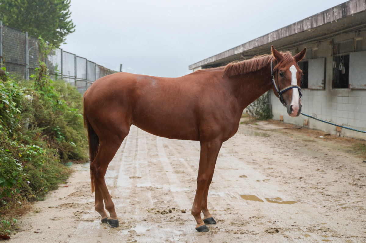 '신예 2세마 격돌' 쥬버나일 시리즈 2관문 농협중앙회장배 승자는