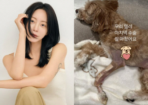 한예슬, 낙상사고 반려견 마지막 수술 마쳤다..붕대 감은 안타까운 모습