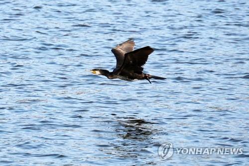 원주시, 민물가마우지 피해방지 대책 강화