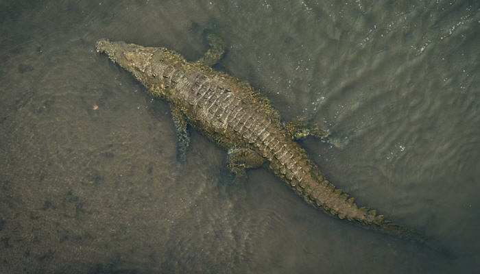 강가에서 빨래하던 여성, 악어에게 끌려가…시신 일부만 남아