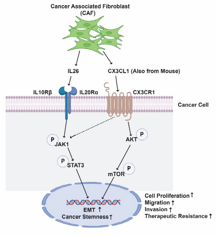 뇌전이암, 항암제·방사선 치료 막는 이유 밝혀졌다