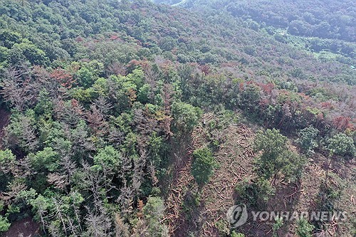 방제예산 2배로 늘었는데 소나무재선충병 4배로 증가