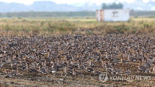 "11월 주말에 서산 천수만 겨울철새 보러 오세요"