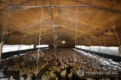 3분기 닭 사육 늘고, 소·돼지·오리는 줄어