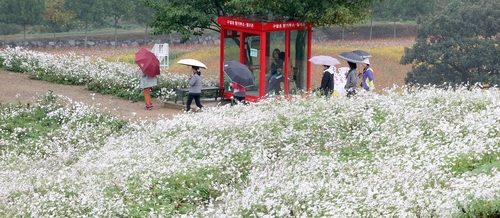 25만명 정읍 구절초 꽃길 걸었다…축제 끝난 오늘부터 무료 개방