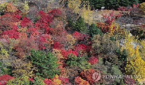 대구시, 팔공산 단풍 절정에 내달 시내버스 증차 운행