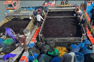 청정 해역 진도 명품 '곱창김' 출하…전국 첫 위판