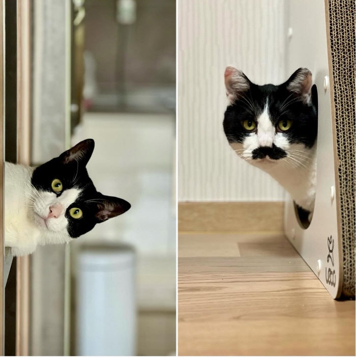 '싱글맘' 조윤희, 딸 로아와 '유기묘 카페' 데이트..선행까지 함께한 …