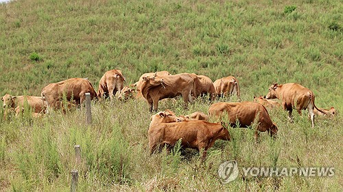 농진청, 한우 근육 성장 유전자 규명…"품질 향상 기대"