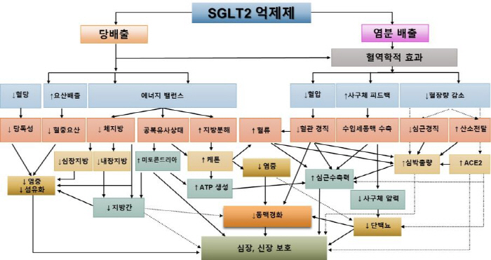 "혈당 낮추는 SGLT2 억제제, 심장·신장도 보호…생존율 높이는 핵심 치료제"