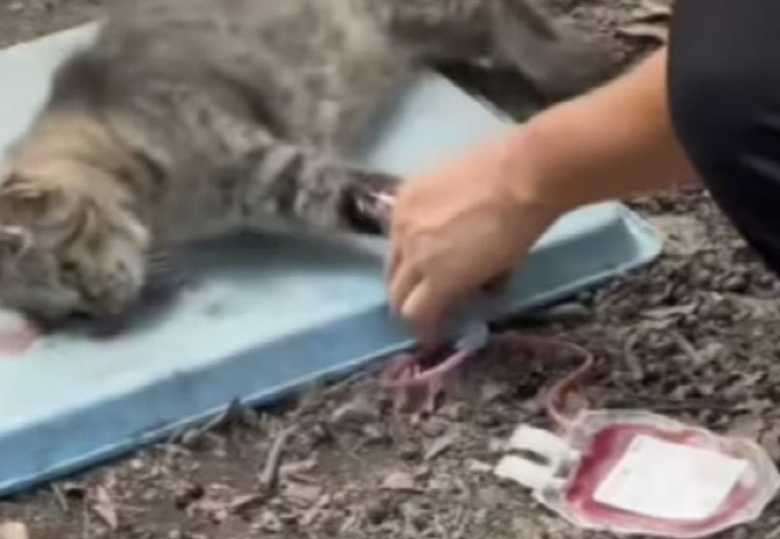 길고양이 피 채취해 판매 '충격'…한 팩에 16만원 거래