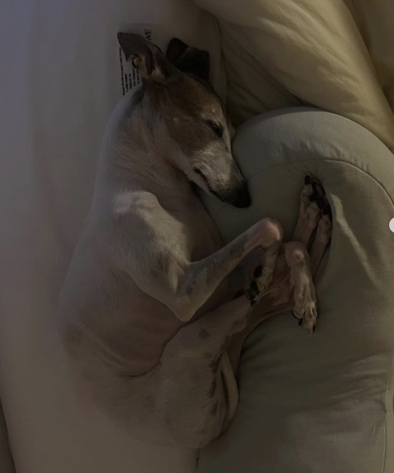 조권, 안타까운 소식…반려견 암 투병 고백 "전이 빠르고 예후 좋지 않아…