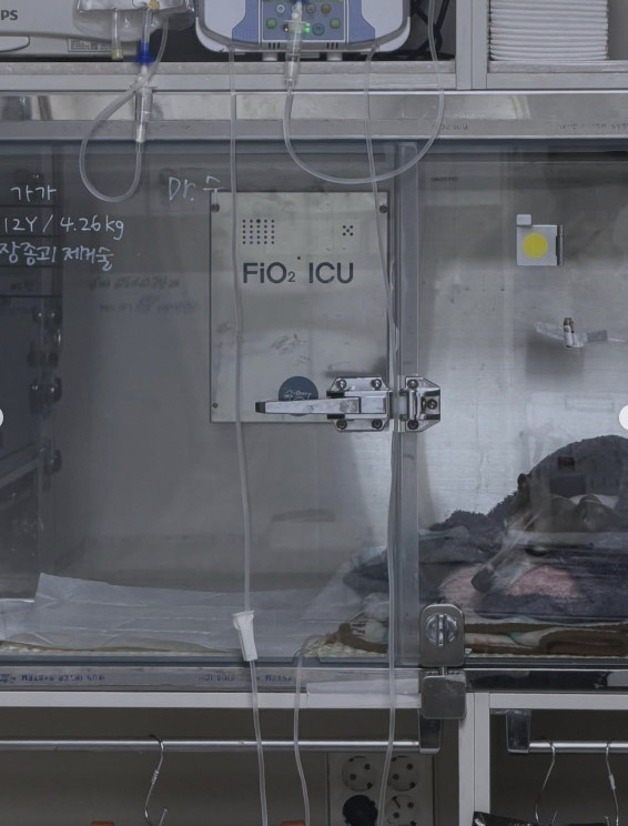 조권, 안타까운 소식…반려견 암 투병 고백 "전이 빠르고 예후 좋지 않아…