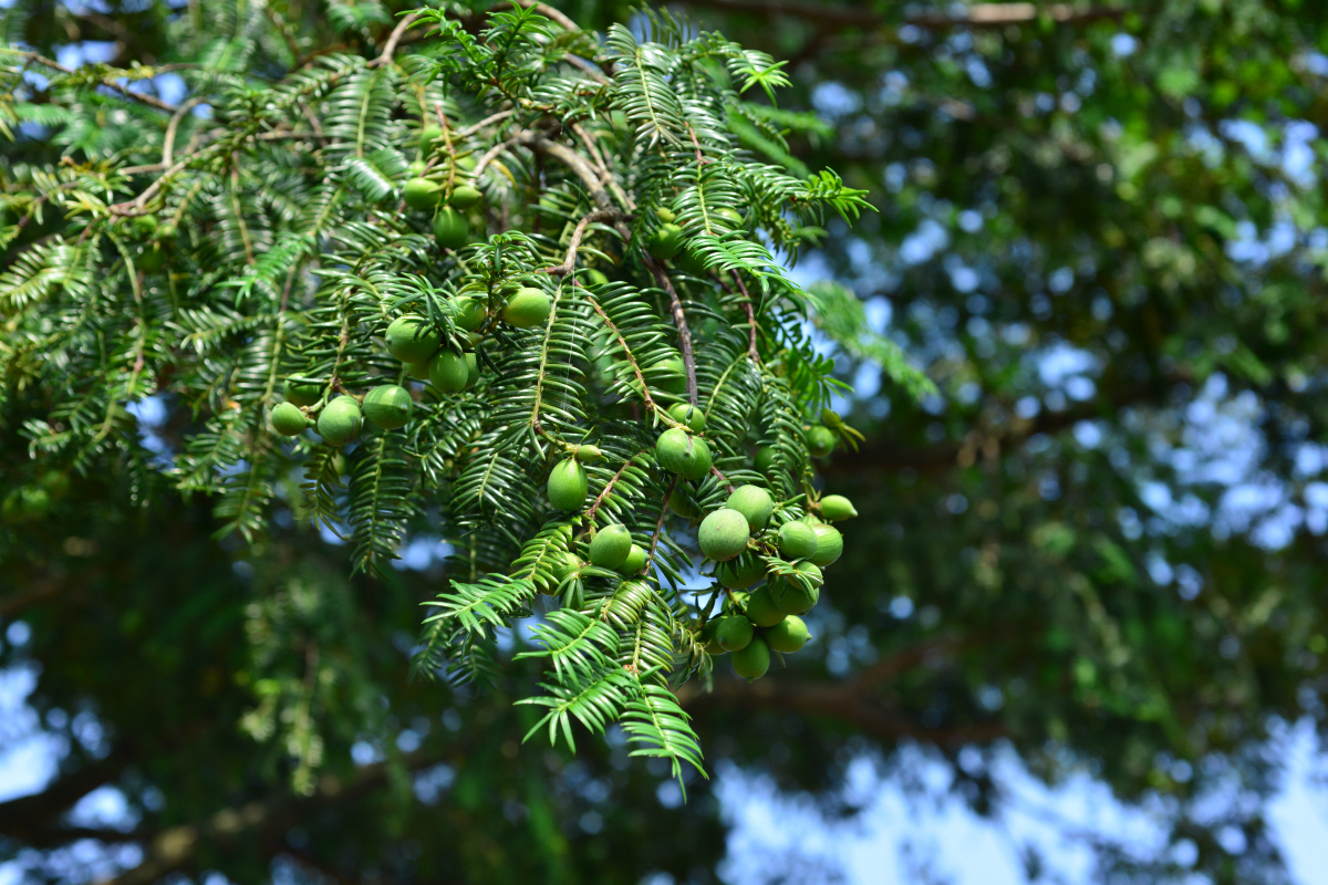 '숲향기 치유'의 진화…항바이러스·항천식 기능성 향료 조성물 개발