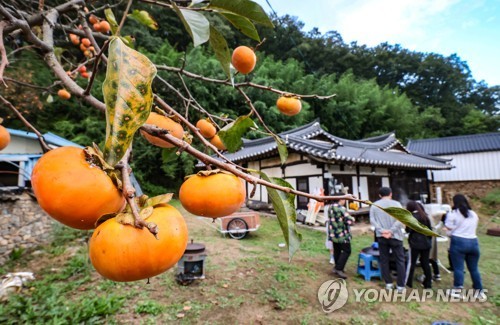 안동 금소마을 예천 임씨 금양파 종택 마당 앞의 익어가는 감 [사진/임헌정 기자]