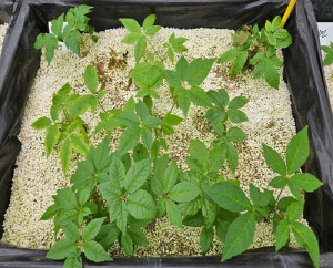 강원농업기술원, 가시오갈피 대량 번식 기술 확보