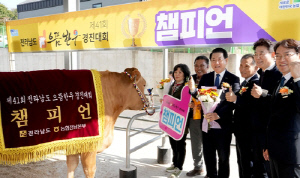 올해 전남 으뜸한우 챔피언 농가에 보성군 조정화씨