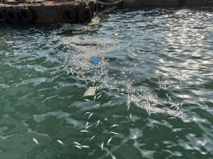 부산 앞바다서 정어리 떼 폐사…수과원, 원인 조사