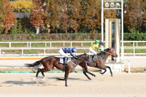 50m 앞두고 짜릿한 역전…'비에스스톰', 중장거리 기대주 등극