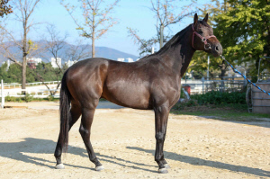 4등급馬 1200m 결투, 승자는