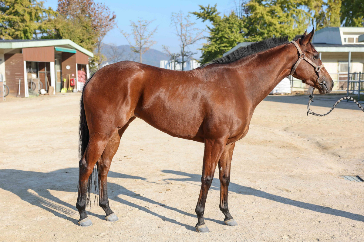 4등급馬 1200m 결투, 승자는