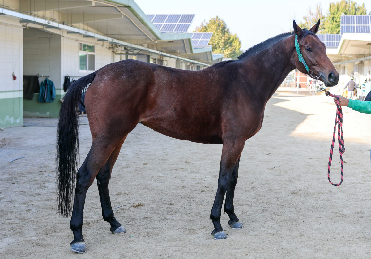 4등급馬 1200m 결투, 승자는