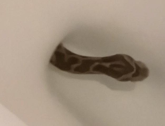 변기 앉았는데 뭔가 '물컹', "바지도 못 입고 도망" 정체는?