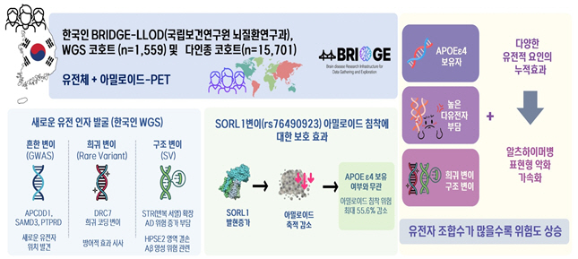 한국인 치매환자 코호트 기반 유전체·뇌영상 통합 분석으로 알츠하이머병 유…