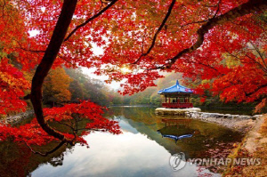 '눈부신 옷 입은' 내장산 단풍 