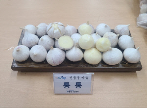 증평군, 신품종 마늘 '통통' 보급…농가 소득작목 육성 박차