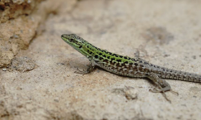 도마뱀 알 먹은 30대 남성 식중독 사망, "아이들이 말렸는데…"