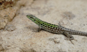 도마뱀 알 먹은 30대 남성 식중독 사망, 