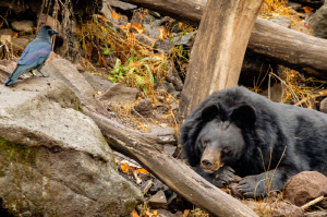 '곰이 나타났다!' J리그 등 일본 스포츠계 '출몰경보'에 벌벌…팀훈련 견학 금지, 육상대회 방식 변경, 전기울타리도 등장