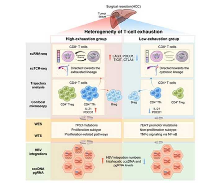 "간암 면역세포 탈진 정도 측정, 면역항암제 효과 예측 가능"