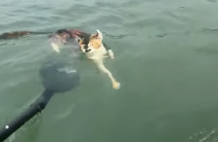 저수지에 고양이 1100마리 방생, 익사 '공분'…"종교 가장한 학대"