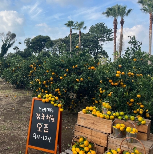 소노캄 제주, '감귤 체험 농장' 패키지 선보여